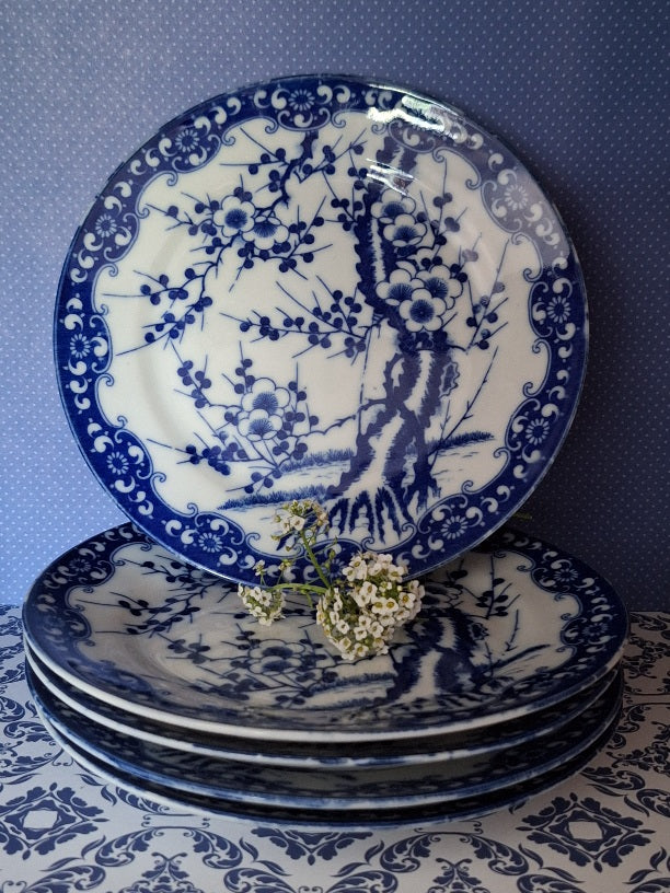 Set 5 Japanse Borden Prunus Blossem
